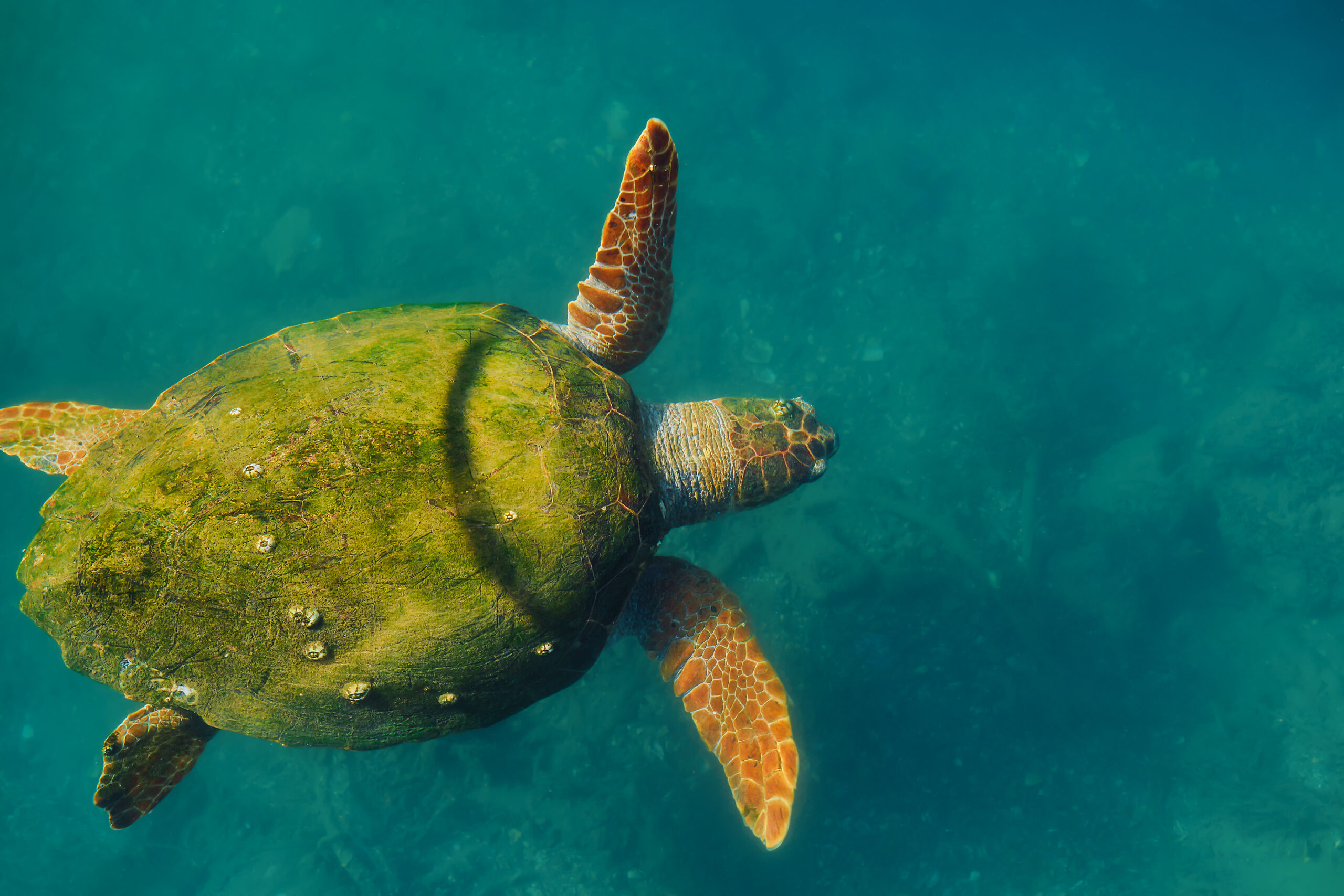 Protecção das tartarugas e do meio ambiente na Tanzânia