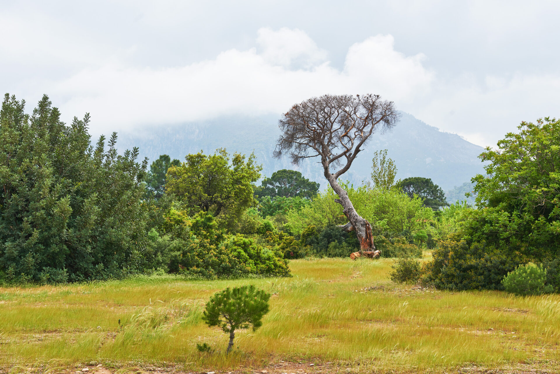 Protecção e reflorestação da floresta na Tanzânia