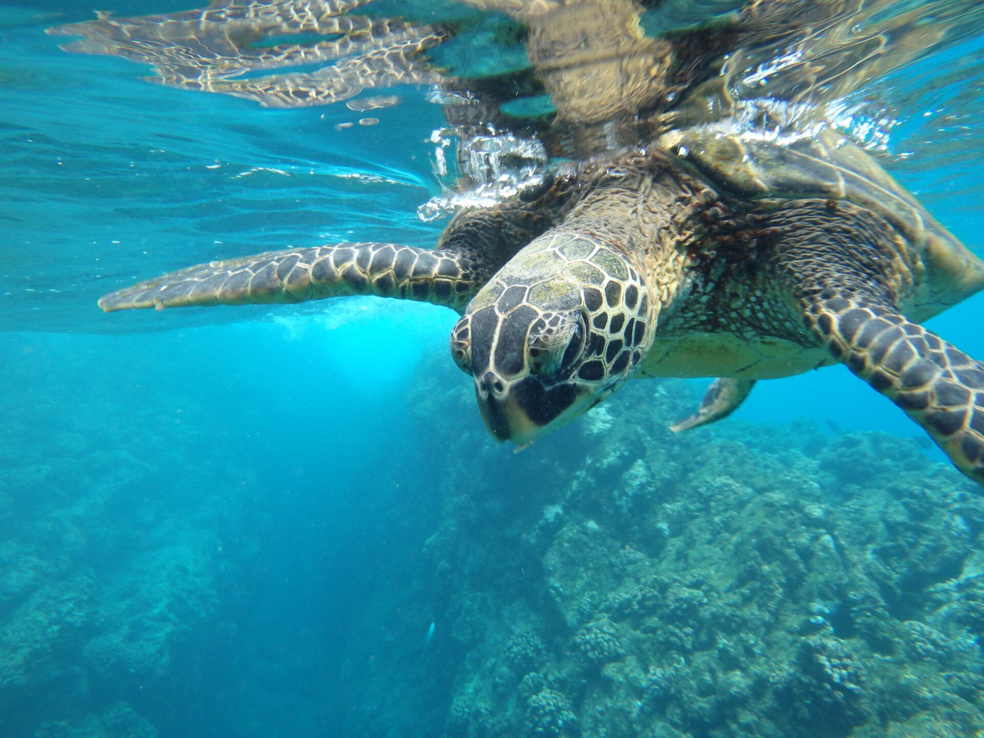 Protecção das tartarugas marinhas na Grécia